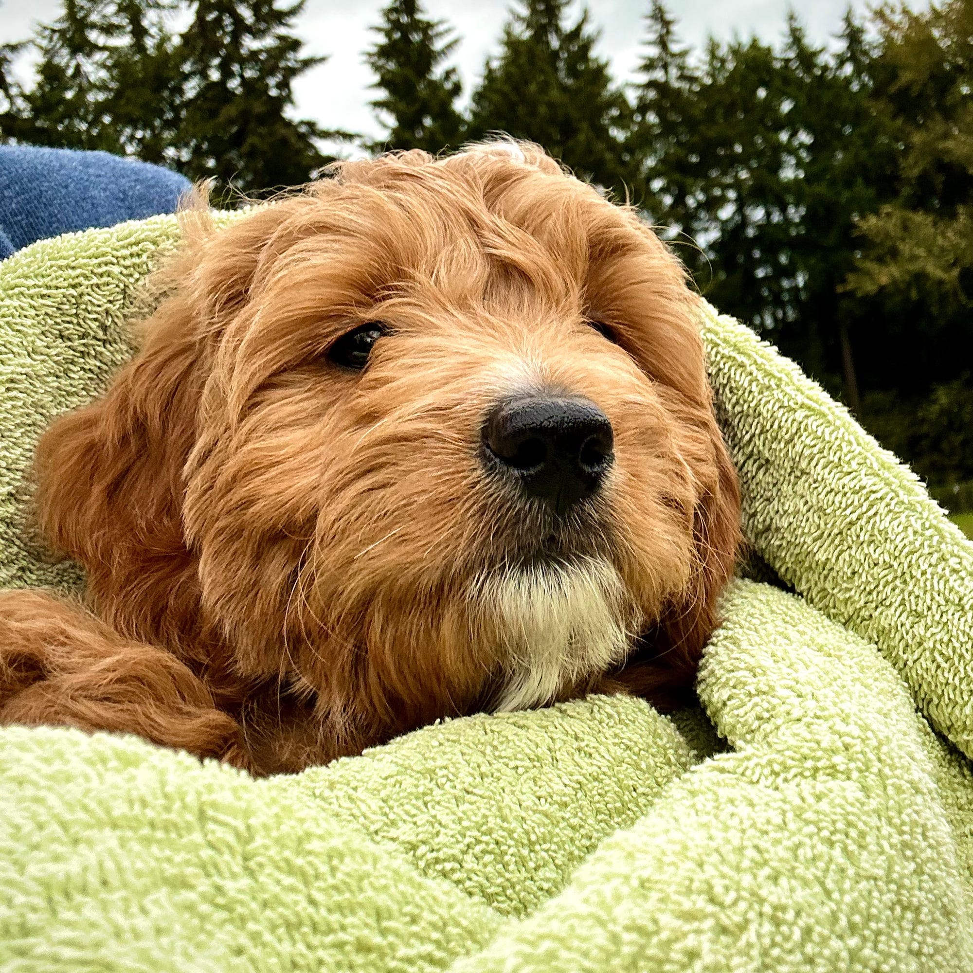New Puppy!
